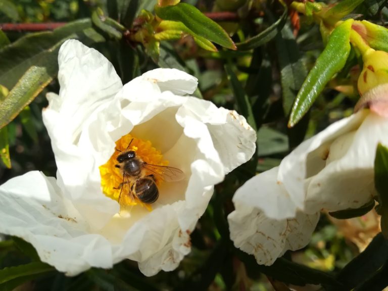 floração mel pólen